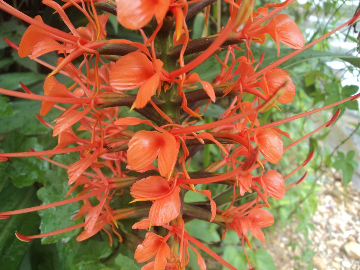 Hedychium coccineum Buch.-Ham. ex Sm.